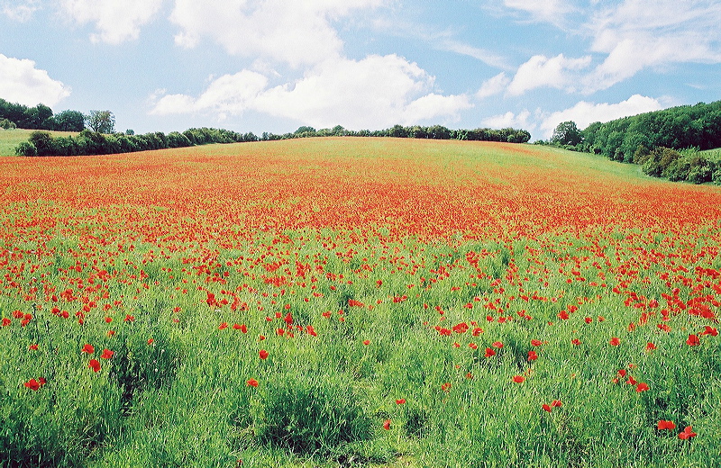 poppies_650.jpg