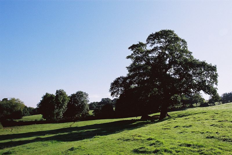 cnv00021.jpg