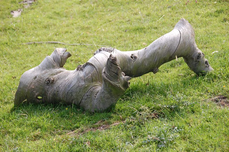 dsc_0146.jpg
