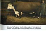 Cotmore, Hereford bull bred at The Grove by Thomas Jeffries, by Old Sovereign out of a dam by Old Lottery, calved in 1836 and Royal Show Champion at the first Royal Show (Oxford, 1839): he was acknowledged to be the greatest bull ever produced to that day. His weight at 9 years (when this picture was painted) was 3,920 lbs. (1 ton, 15 cwt.). Cotmore was "bought in" at the sale at The Grove after Thomas's death in 1843.
In 1940, a ship carrying a consignment of Herefords to America was torpedoed in the Atlantic. Two of them swam ashore to Ireland, showing the stamina of the breed.